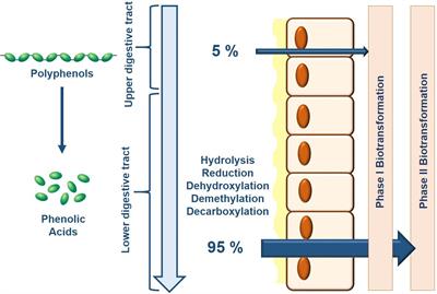 The Gut Microbiota Links Dietary Polyphenols With Management of Psychiatric Mood Disorders